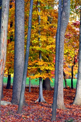 forest view