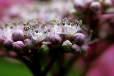 buds of summer