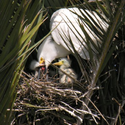 Snowy Egret with Chicks