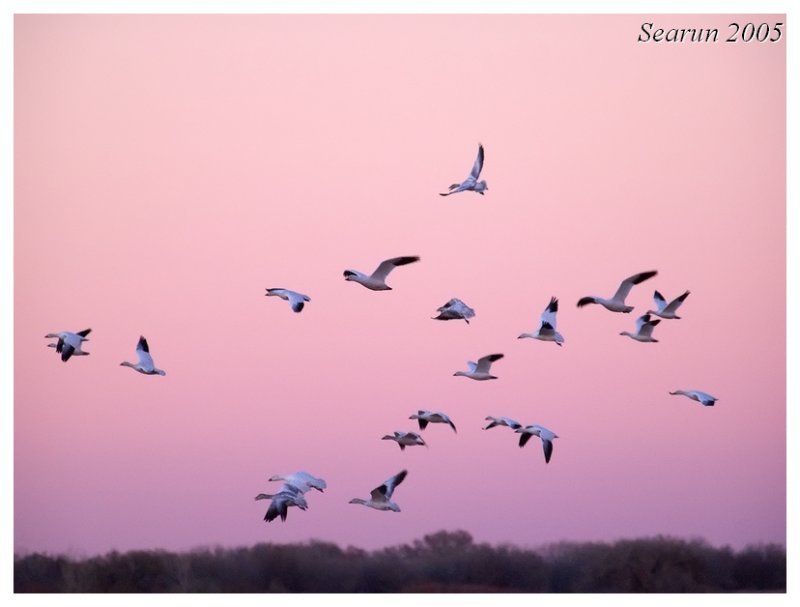Snow Geese at Sunrise