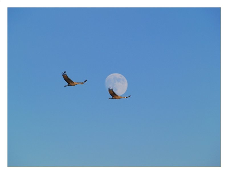 Sandhill Cranes crossing the moon