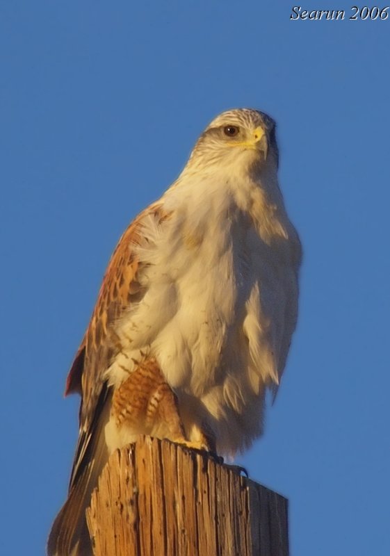 Ferruginous Hawk