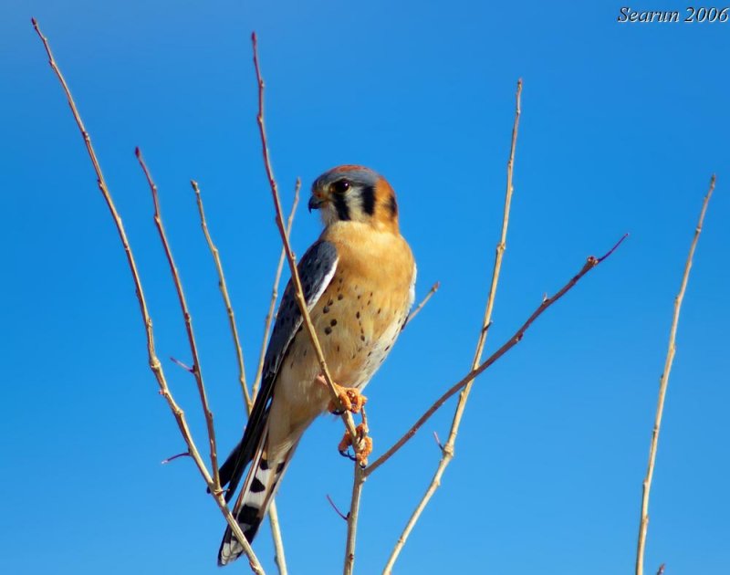 American Kestrel