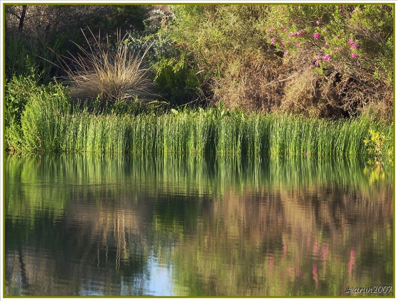 Gilbert Water Ranch Riparian Area