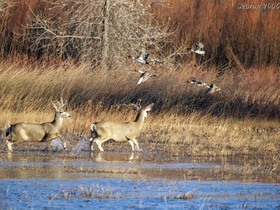 Pintails & Whitetails