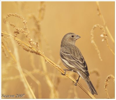 House Finch