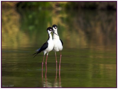 Black-necked Stilt