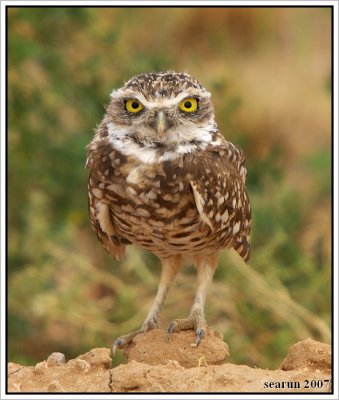 Burrowing Owl