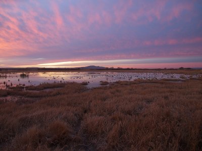 Sunrise at Bosque