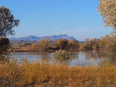 Bosque del Apache, afternoon view