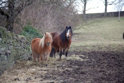 Moorland Ponies