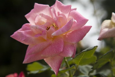 Rose in the garden