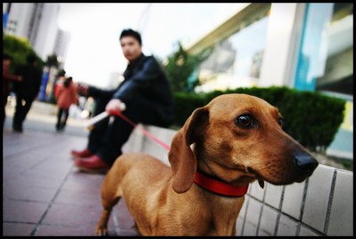 A Dogs Life, Shanghai 2007