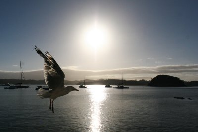 A New Day, New Zealand 2007