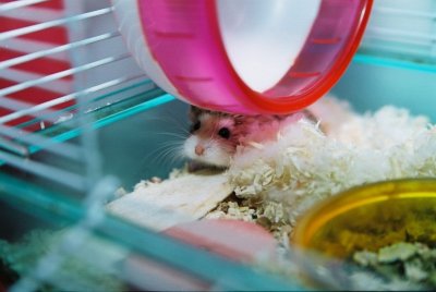 my_hamsters