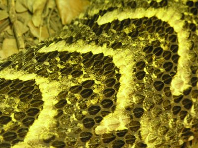 Snake's Skin