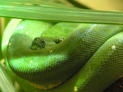 Green Poisonous Snake