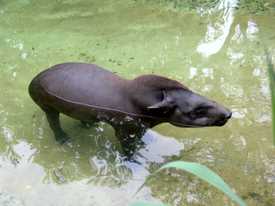 Relaxing Tapir