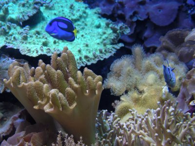 Dory