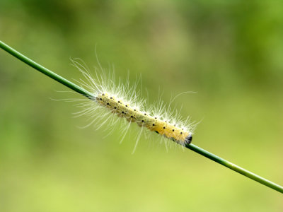 Little Fella