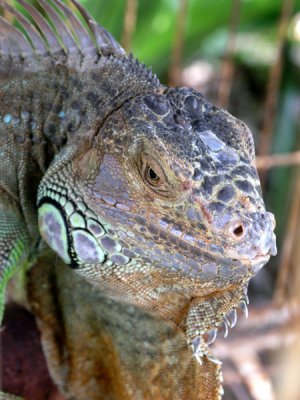 Iguana