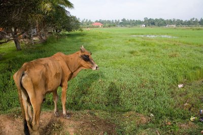 This cow actually stood up from his slumber and posed for me. Definitely not to show his bontot to me!