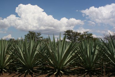 AGAVE MEZCALEO