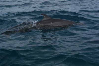 DOLPHINS OUTSIDE PUERTO ANGELITO