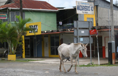 Horses Roam Freely in Guatemala