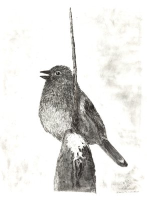 Graphite Pencil - Song Sparrow