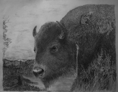 Graphite Pencil - Yellowstone Buffalo