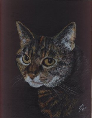 Colored Pencil - Le-Cat