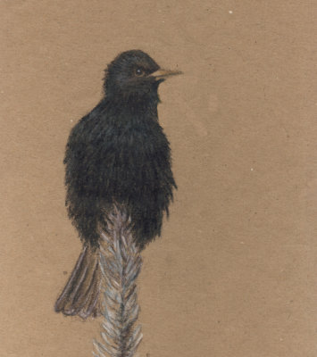 Charcoal  on Kraft - Starling