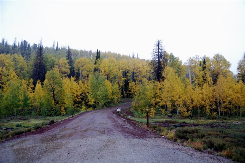 Fall Colors in the Rain