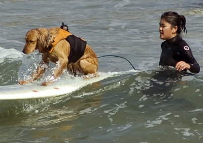 Surfin' Dogs