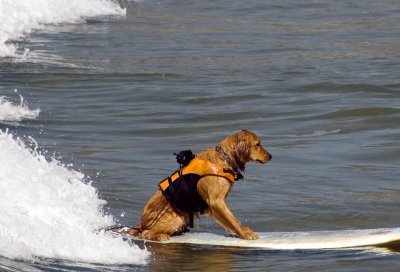 Dog Catches Wave