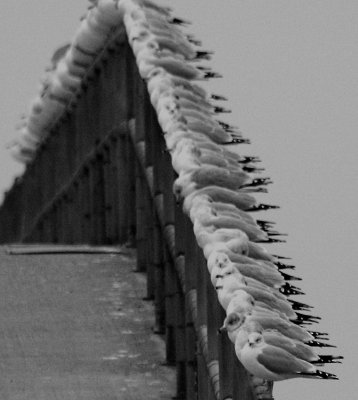 Seagulls on the handrails