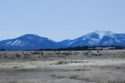 Blue Mountains of Montana