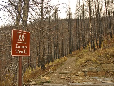 Loop Trail through the fire area