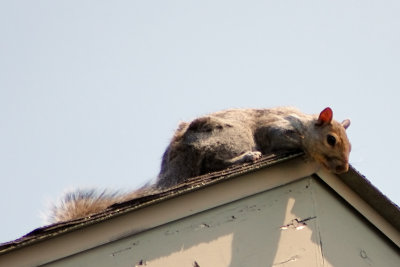 Squirrel On the Roof