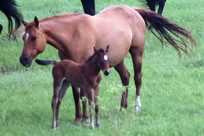 Mother and Colt, Near Norway KS