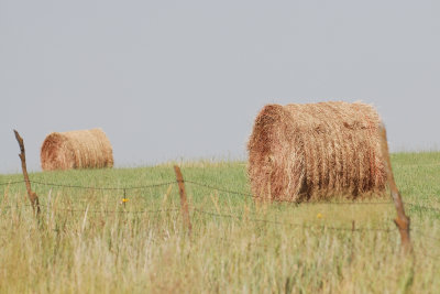 Kansas Hay