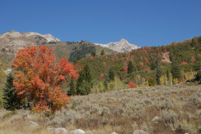 Changing Colors Utah