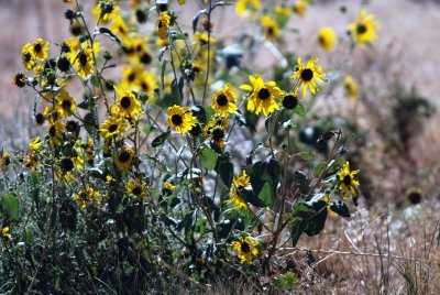 Desert Wildflowers