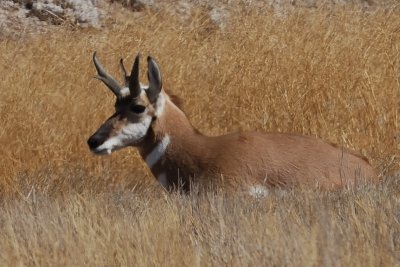 Utah Wildlife rests