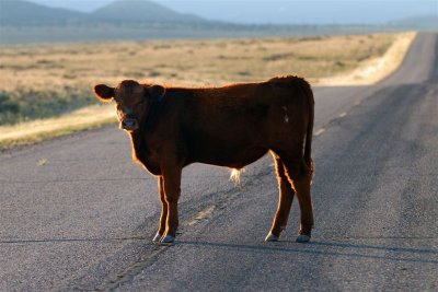 Utah Speed Bump