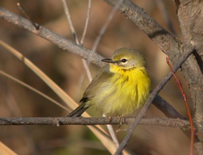 Prairie Warbler 2