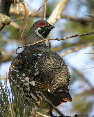 Spruce Grouse 2