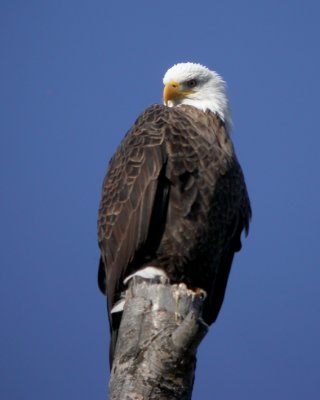 Bald Eagle 2