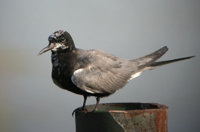 Black Tern 3